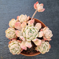 11cm pot Echeveria Japanese Raspberry Ice 日冰群