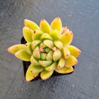 Echeveria Agavoides ‘Miranda’ 米兰达