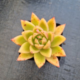 Echeveria Agavoides ‘Miranda’ 米兰达