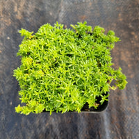 Sedum 'Tokyo Sun' (Green) 万年草