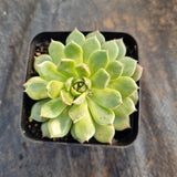 Echeveria Olivia 奥利维亚