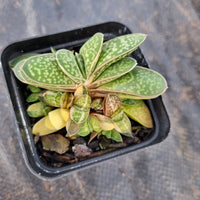 Gasteria gracilis with variegated heads 子宝带锦