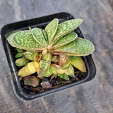 Gasteria gracilis with variegated heads 子宝带锦