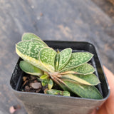 Gasteria gracilis with variegated heads 子宝带锦