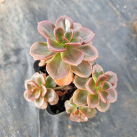 Echeveria Melaco 巧克力方砖