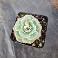 Echeveria sp. (Croatia) 克罗地亚