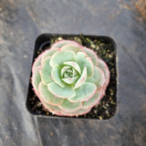 Echeveria sp. (Croatia) 克罗地亚