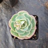 Echeveria sp. (Croatia) 克罗地亚