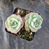 Echeveria sp. (Croatia) 克罗地亚