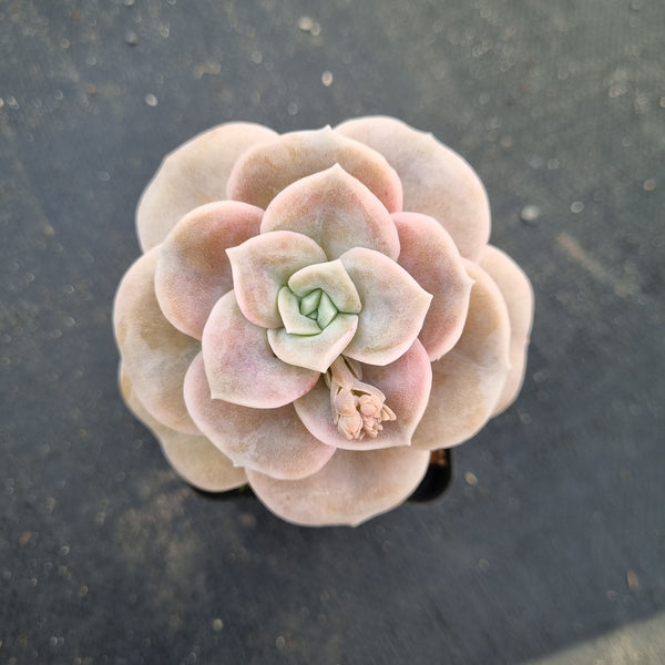 Graptoveria Lovely Rose - wide leaf 大叶可爱玫瑰