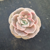 Graptoveria Lovely Rose - wide leaf 大叶可爱玫瑰