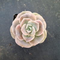 Graptoveria Lovely Rose - wide leaf 大叶可爱玫瑰