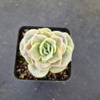 Graptoveria Lovely Rose 可爱玫瑰