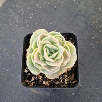 Graptoveria Lovely Rose 可爱玫瑰