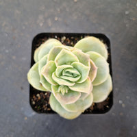 Graptoveria Lovely Rose 可爱玫瑰