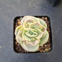 Graptoveria Lovely Rose 可爱玫瑰