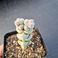 Crassula arta 玉稚儿