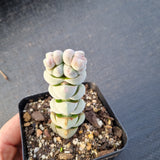 Crassula arta 玉稚儿