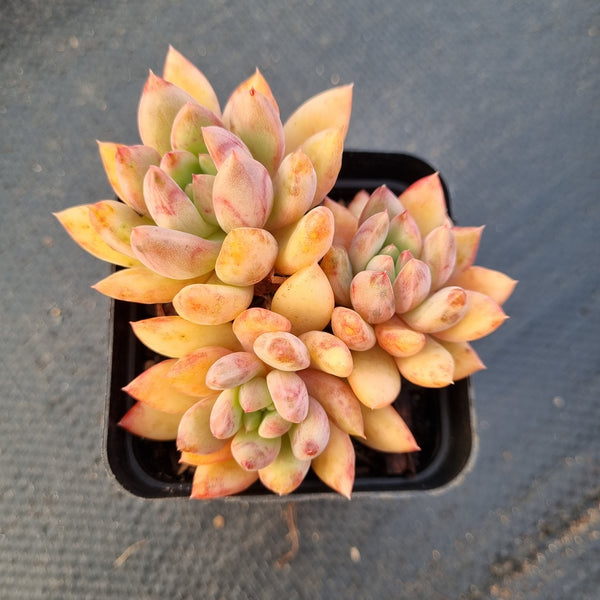 Echeveria sp. (Bingxin) 冰心公主