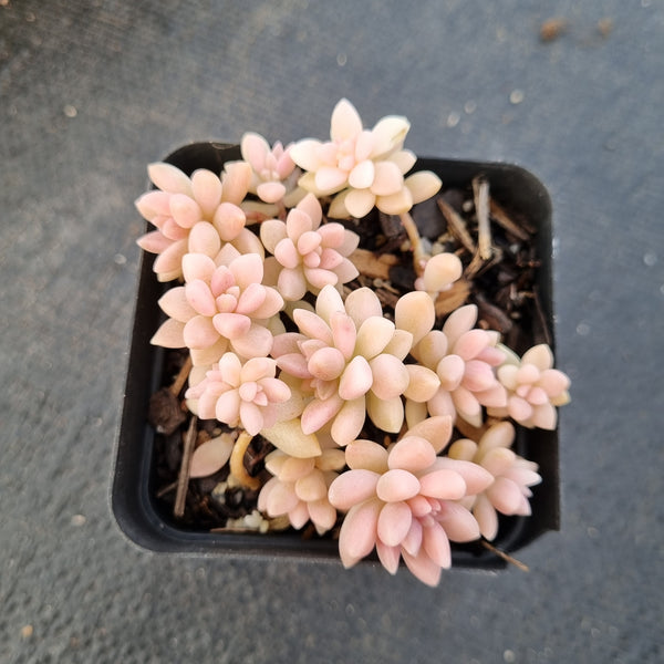 Graptopetalum Mirinae variegated 姬秋丽锦