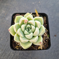 Echeveria elegans 'Albicans' 阿尔卑斯厚叶月影