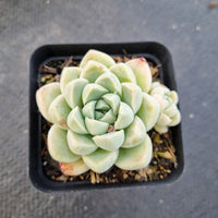 Echeveria elegans 'Albicans' 阿尔卑斯厚叶月影