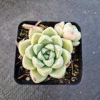 Echeveria elegans 'Albicans' 阿尔卑斯厚叶月影