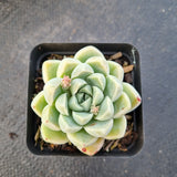 Echeveria elegans 'Albicans' 阿尔卑斯厚叶月影