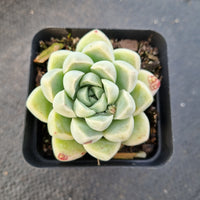 Echeveria elegans 'Albicans' 阿尔卑斯厚叶月影