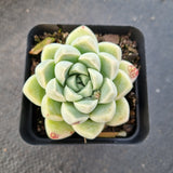 Echeveria elegans 'Albicans' 阿尔卑斯厚叶月影