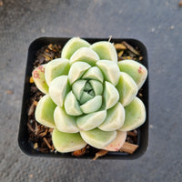 Echeveria elegans 'Albicans' 阿尔卑斯厚叶月影