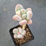 GLGhybrid Pachyveria 'Concubine's Finger' 贵妃手指