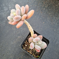 GLGhybrid Pachyveria 'Concubine's Finger' 贵妃手指