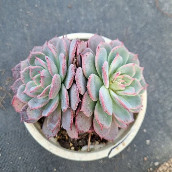 Echeveria Laulensis 劳伦斯