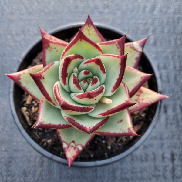 11cm pot Echeveria agavoides Ebony 乌木11cm盆