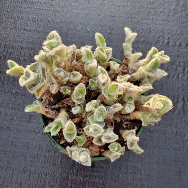 11cm pot Tradescantia Sillamontana 'White Velvet'