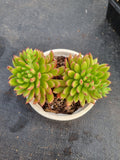 Echeveria Spruce Oliver 红辉殿