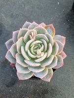 11cm pot Echeveria 'Sang-A' 嫦娥