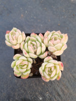 Echeveria Schichi-kuksi