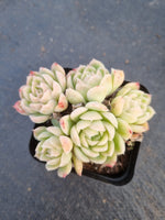 Echeveria Schichi-kuksi