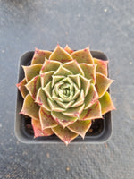 Echeveria Hyalina X Echeveria Purpusorum 海锦