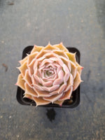 Echeveria Simulans 'Laguna Sanchez' 拉古娜