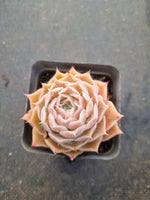 Echeveria Simulans 'Laguna Sanchez' 拉古娜