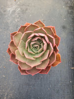 11cm pot Echeveria Relena 莉莉娜