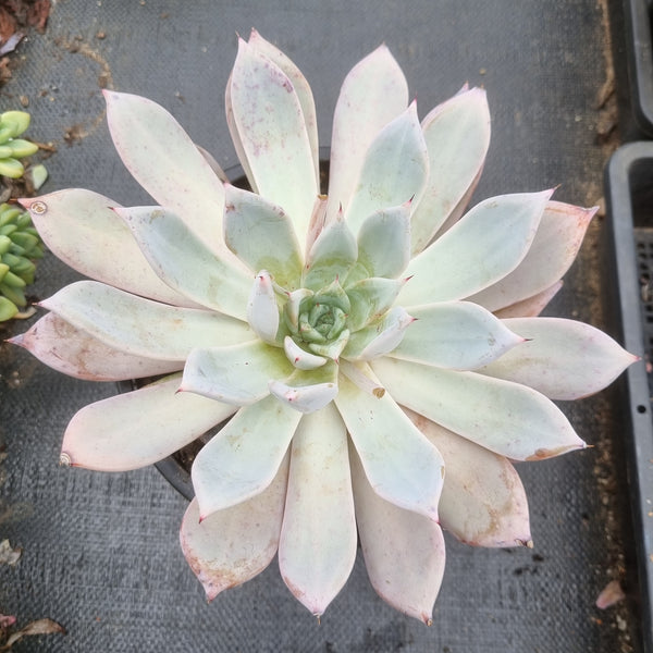 GLGhybrid Echeveria Mexican Giant X Cante  巨人杂广寒宫