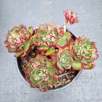 Echeveria Yangjin 央金