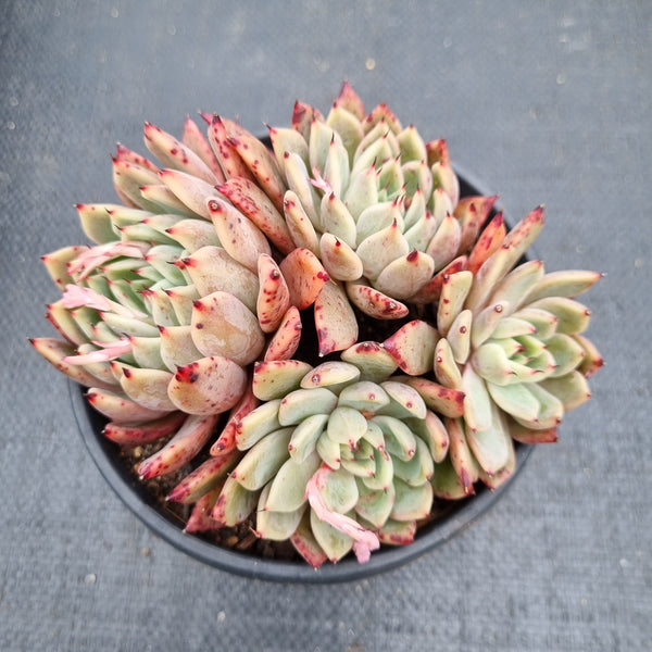 11cm pot Echeveria 'Sara Himebotan' x Echeveria cuspidata var. Gemmula 沙罗姬杂黑爪