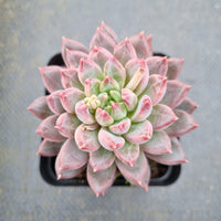 GLGhybrid Pachyphytum compactum hybrid 千代田之松杂