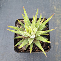 Haworthia Attenuata Variegata 雪重之松