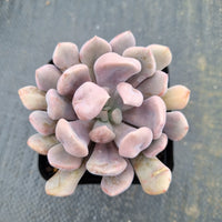 Graptoveria 'Topsy Debbie' AKA Lilac Spoons 丘比特